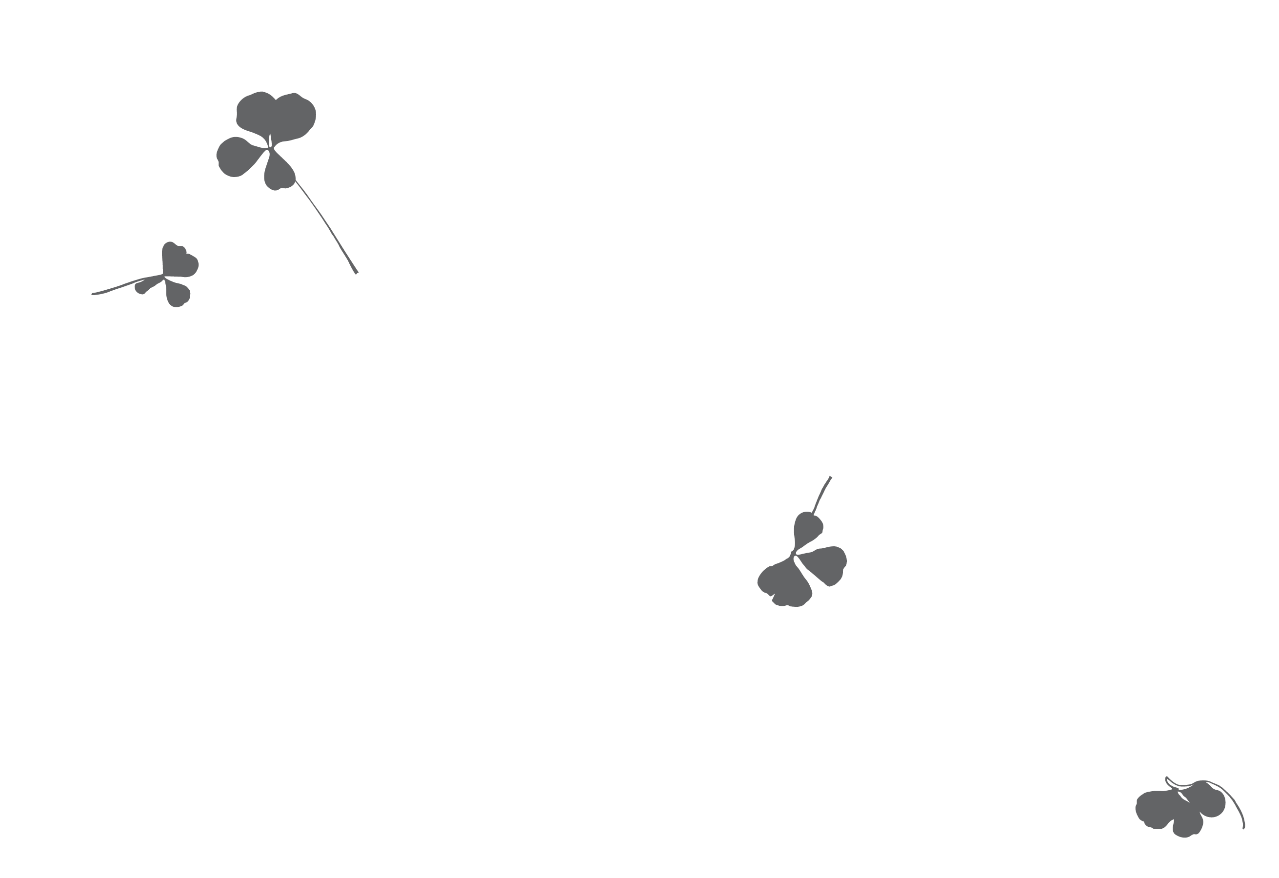 Vector drawing of four pressed four leaf clovers on a white background.