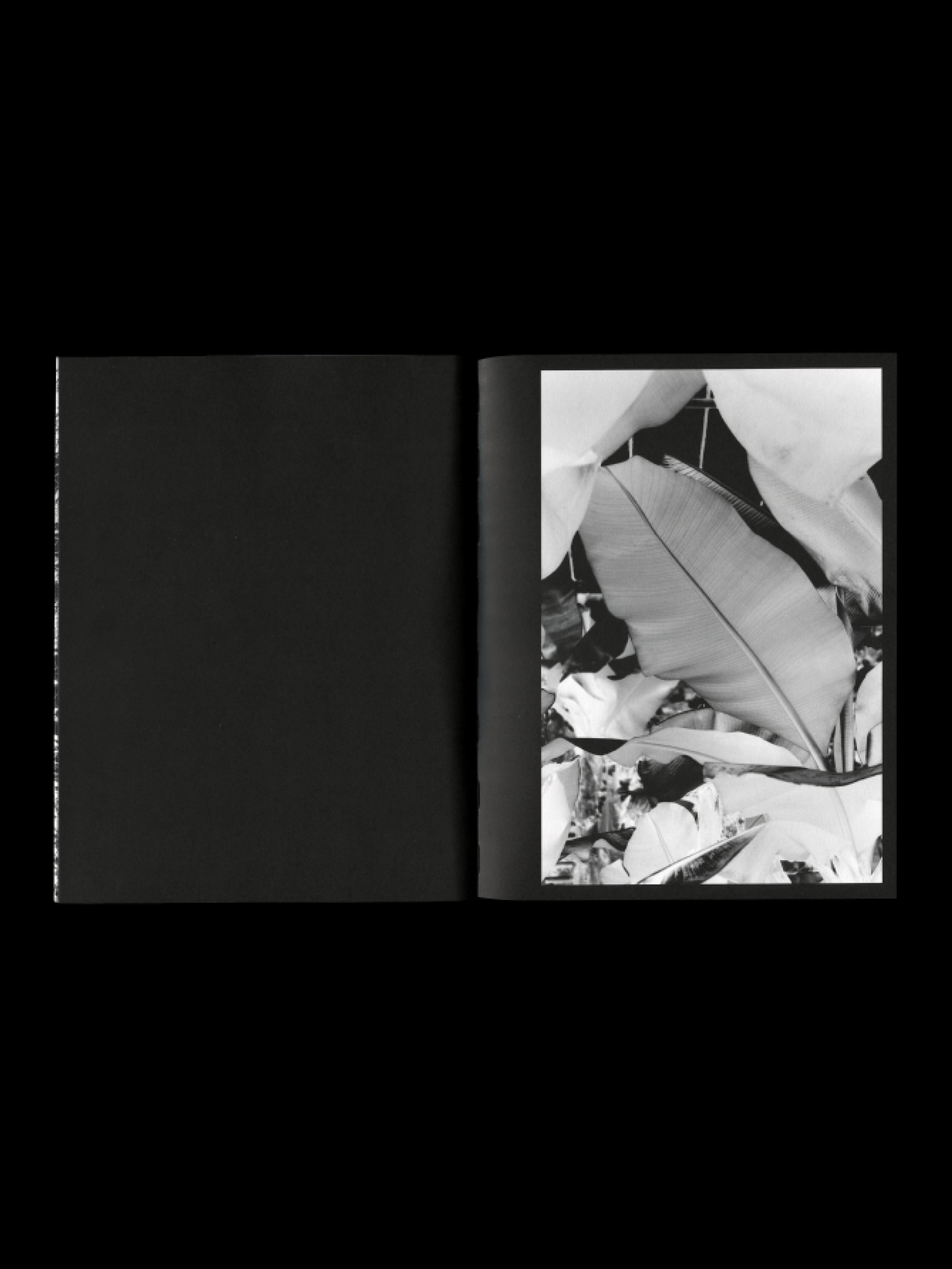 A scan of photobook on a black background. On the spread, an inverted black and white image of a bananatree. The pages are black