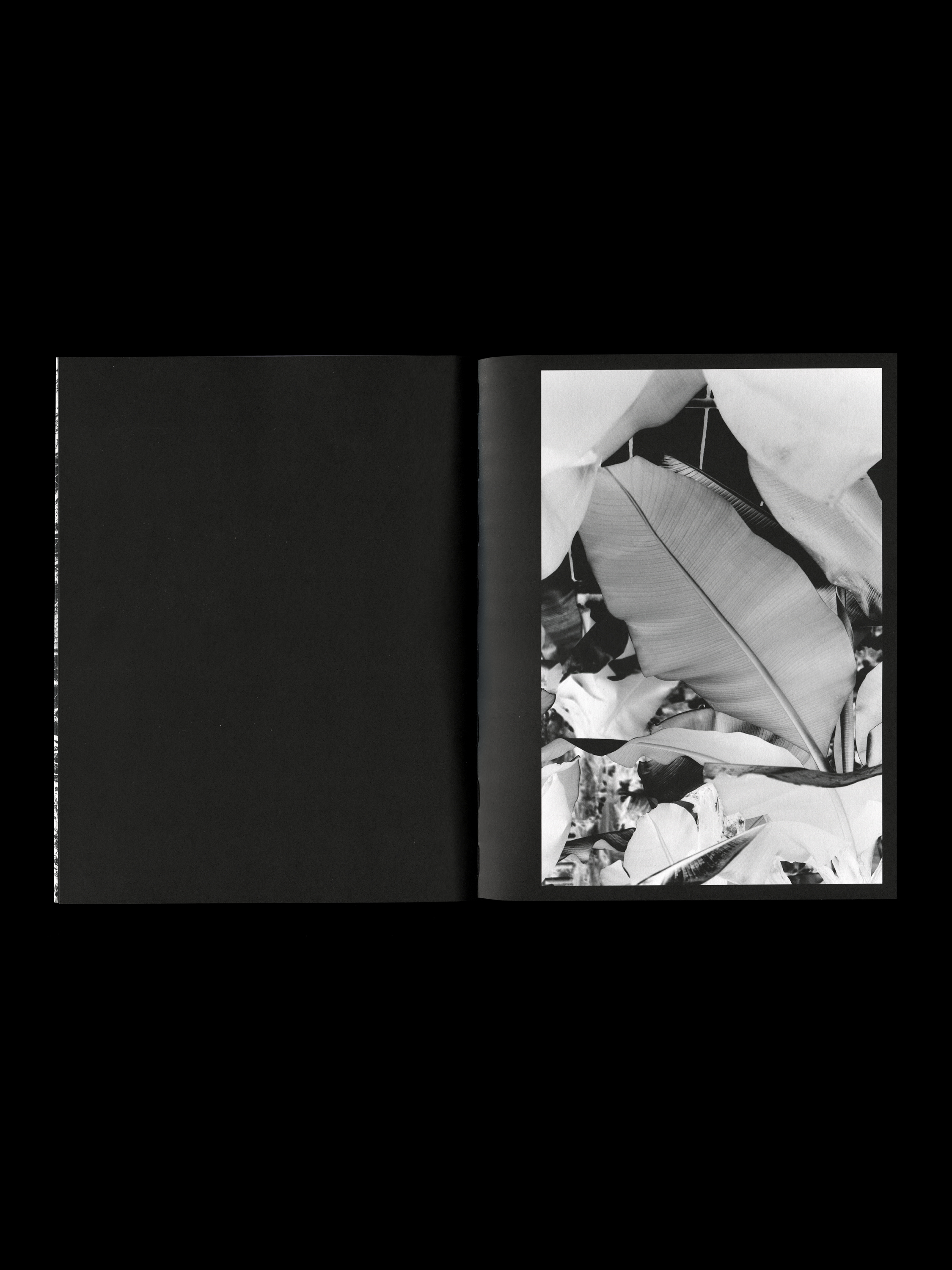 A scan of photobook on a black background. On the spread, an inverted black and white image of a bananatree. The pages are black