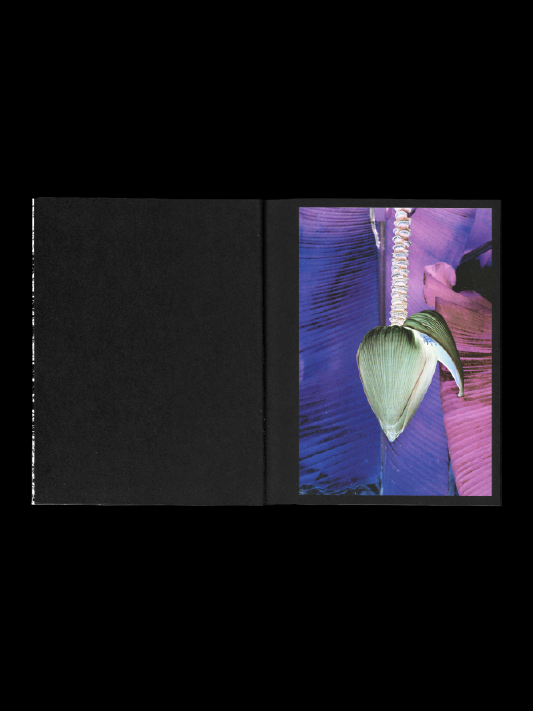 A scan of photobook on a black background. On the spread, an inverted, purple image of a bananatree. The pages are black
